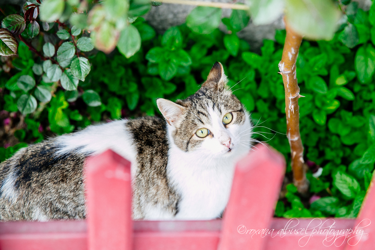 A Vancouver Wedding Photographer in Turkey